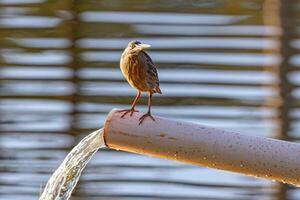 gestreift Reiher Vogel foto