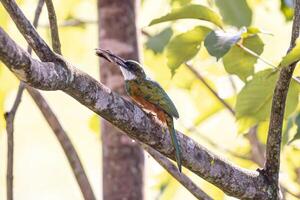 Tier Rotschwanz jacamar Vogel Beute auf ein Schmetterling foto