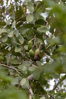 Stinkefingerbaum mit Früchten foto