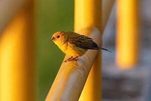 männlich Safran Fink Vogel foto