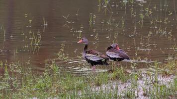 schwarz aufgebläht Pfeifen Ente Tier foto