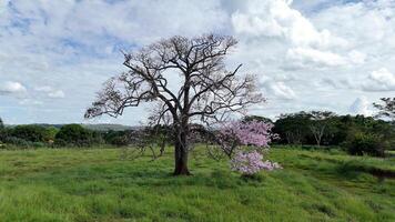 Seidenseide Baum foto