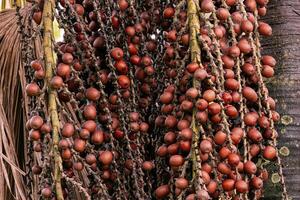 Früchte von das buriti Palme Baum foto