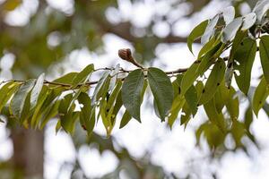 stinkender Zeh Baum Blätter foto