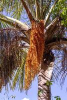 männlich Blumen von das buriti Palme Baum foto