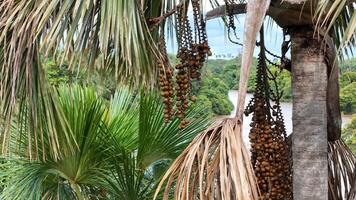 Früchte von das buriti Palme Baum foto