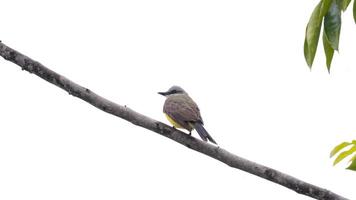 tropisch Kingbird Tier foto