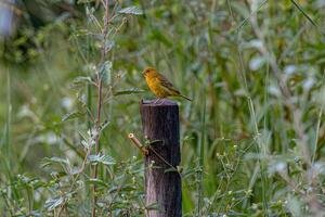 männlich Safran Fink Vogel foto