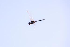 Erwachsene metallisch Wimpel Libelle Insekt foto