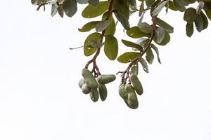 Stinkefingerbaum mit Früchten foto