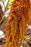 männlich Blumen von das buriti Palme Baum foto