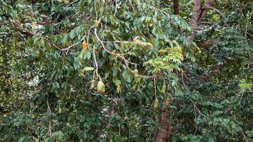 Stinkefingerbaum mit Früchten foto