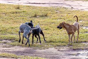 Hunde Tiere spielen im das Feld foto