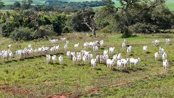 Feld Weide Bereich mit Weiß Kühe Weiden lassen foto