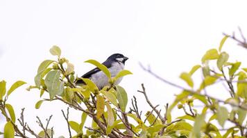 gefüttert Saatgutfresser Vogel foto