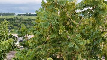 Blaue Jacaranda-Baumfrüchte foto