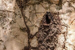 stachellos Bienen Insekten Kolonie Bienenstock foto