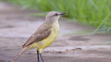 erwachsener Rindertyrannvogel foto