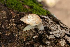 weiße Helicinan-Schnecke foto