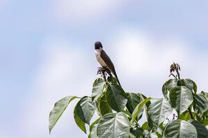 Gabel beschattet Fliegenfänger Vogel foto