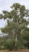 Stinkefingerbaum mit Früchten foto