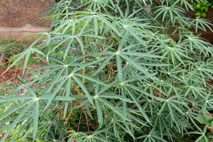 Maniok Pflanze Blätter foto