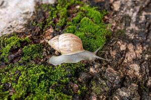 weiße Helicinan-Schnecke foto