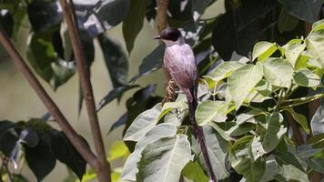 Gabel beschattet Fliegenfänger Vogel foto