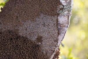 Termite Hügel im ein Baum Kofferraum foto