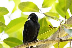 schwarze Chopi-Amsel foto