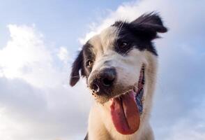 schließen oben zu Hund Gesicht und Himmel Hintergrund foto