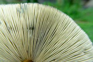 schließen oben Magie Pilz foto