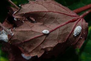 schließen oben von Pseudococcidae. foto