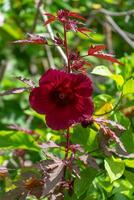 schließen oben von Cranberry Hibiskus Blume foto