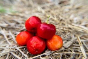 Acerola Kirsche Frucht. foto