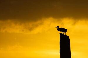 Silhouette von zwei Anatidae Vögel foto