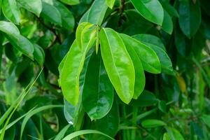 schließen oben Soursop Baum. foto