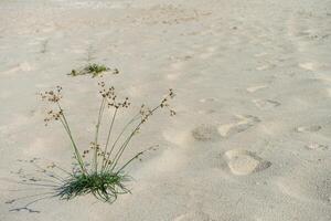 Blume Gras auf das Strand. foto