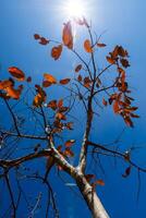 rot Blätter auf Bäume im Herbst mit Himmel und Sonne. foto