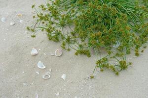 Blume Gras auf das Strand. foto