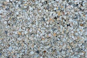 Muscheln am Strand foto