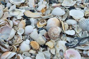 Muscheln am Strand foto