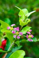 Acerola Kirsche Frucht. foto