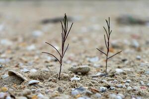 Sämlinge von Kiefer Bäume wachsend auf Sand. foto