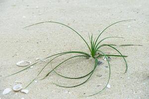 Blume Gras auf das Strand. foto