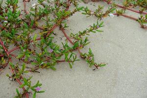 Blume Gras auf das Strand. foto