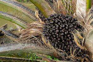 schließen oben von Palme Saat auf Baum. foto