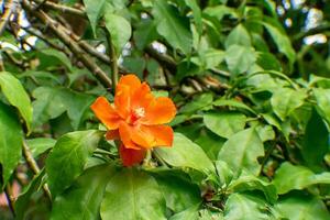 schließen oben von Orange Wachs Rose Blume mit Blatt. foto