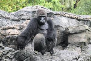 ein Aussicht von ein Gorilla foto