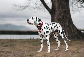 ein Aussicht von ein Dalmation foto